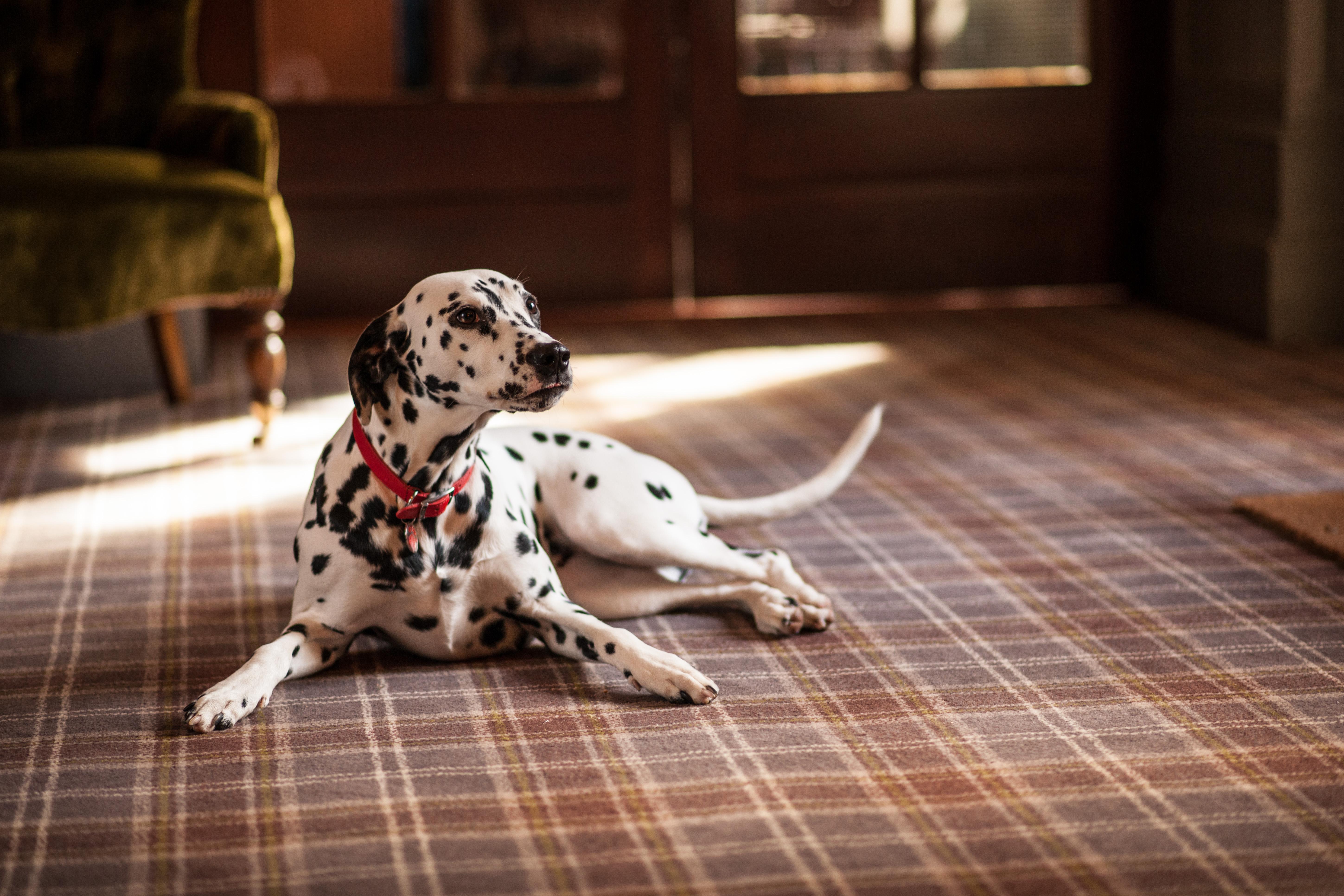Balmoral Arms Hotel Балатър Екстериор снимка